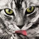 cat - wallpaper preview