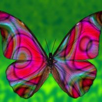 Butterfly - wallpaper preview
