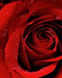 rosa - wallpaper preview