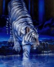 Tiger - wallpaper preview