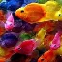 fish - wallpaper preview