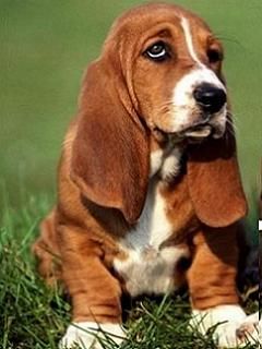 - - wallpaper preview