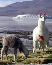 lama