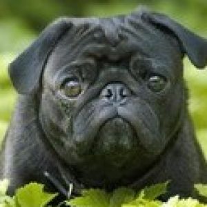 mops