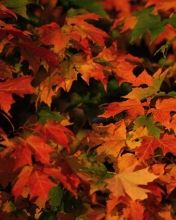 - - wallpaper preview