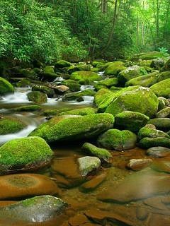 - - wallpaper preview