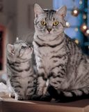 cats - wallpaper preview