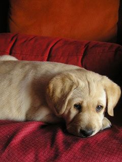 labrador retriever
