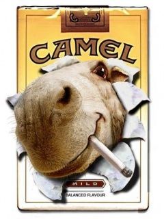 Camel
