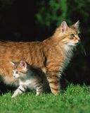 cats - wallpaper preview