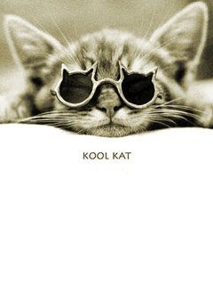 Cat and Cool Glasses - wallpaper preview