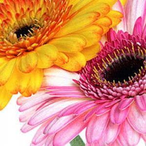 Gerbera Jamesonii