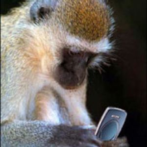 posli sms