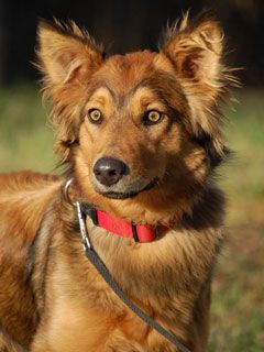 - - wallpaper preview