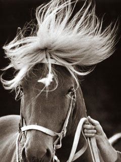 Horse - wallpaper preview