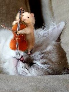 Hami and Cat