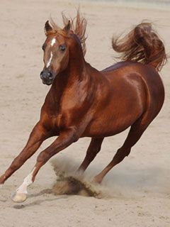 horse - wallpaper preview