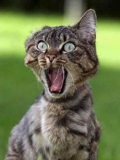 Crazy cat - wallpaper preview