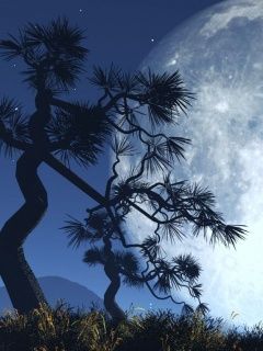 - - wallpaper preview