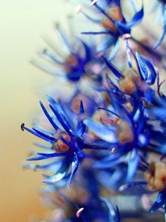 blossom ice blue