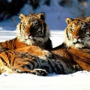 tiger