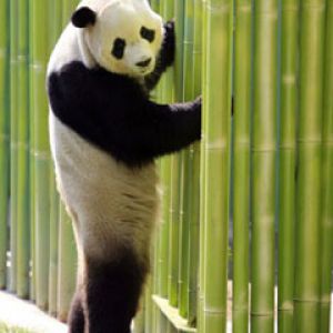 panda