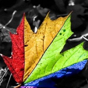 Painted leaf