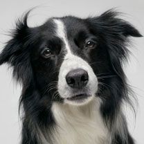 Border Collie - wallpaper preview