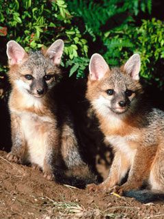 Fox