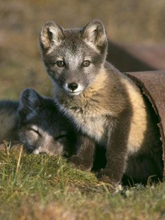 Fox