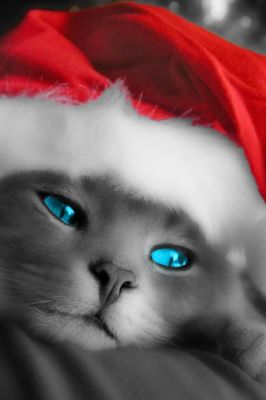 Christmas Cat - wallpaper preview