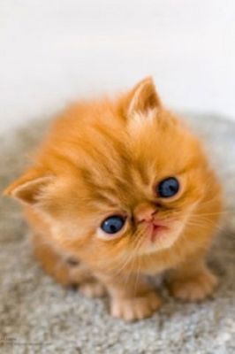 Kitty