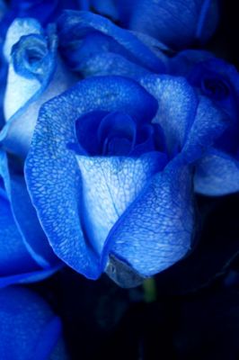 Blue Rose - wallpaper preview