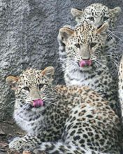 Leopards - wallpaper preview