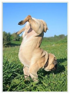 lol dog - wallpaper preview