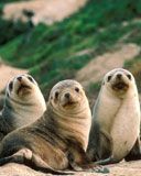Seal - wallpaper preview