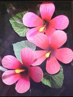 Hibiscus - wallpaper preview