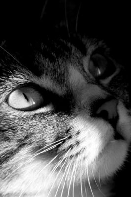 Cat - wallpaper preview