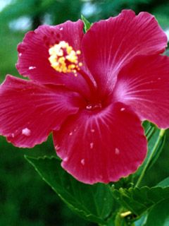 Hibiscus - wallpaper preview