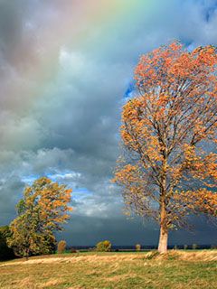 Rainbow Trees