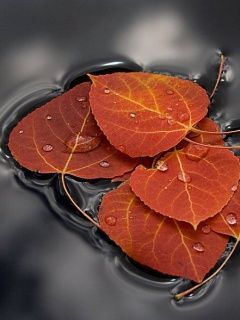 - - wallpaper preview