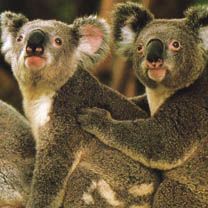 - - wallpaper preview