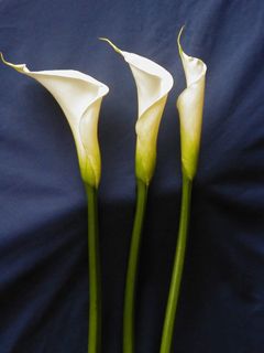 Calla Lily White - wallpaper preview
