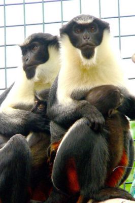 - - wallpaper preview