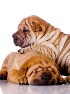Shar-Pei - wallpaper preview