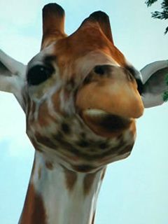 Giraffe - wallpaper preview