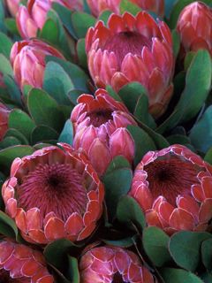 Proteas