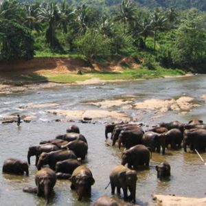 Elefants