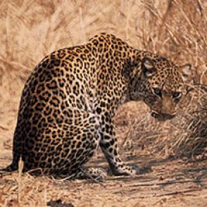 South Africa