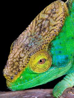 Chameleon - wallpaper preview